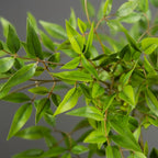 Green Tall Plants Fake, Artificial Plants Nandina Tree, Faux Branches Leaves Plants for Home Garden Office Decor